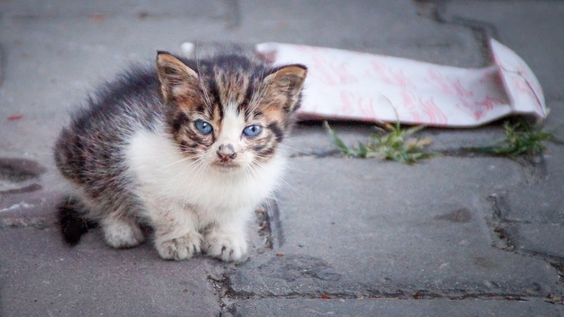 kitten trapped in garbage bag
