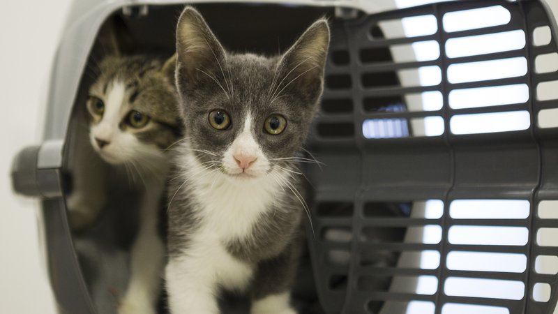 abandoned kittens in carrier