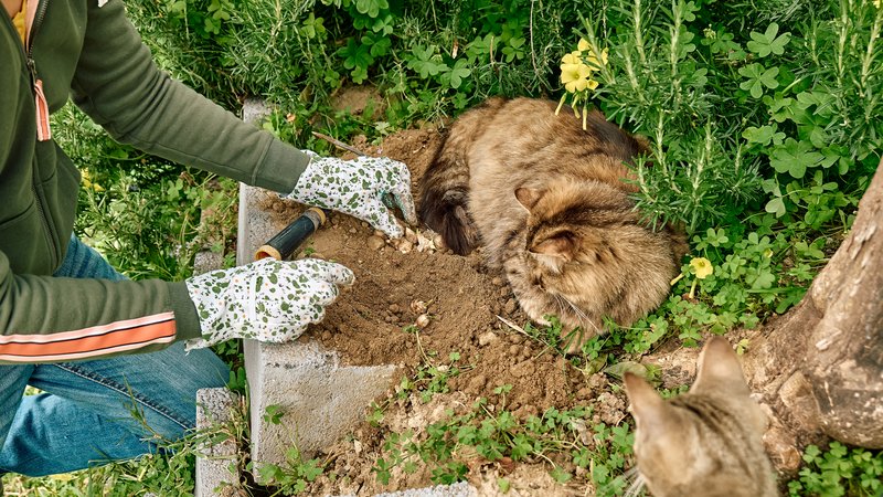 buried cat being saved