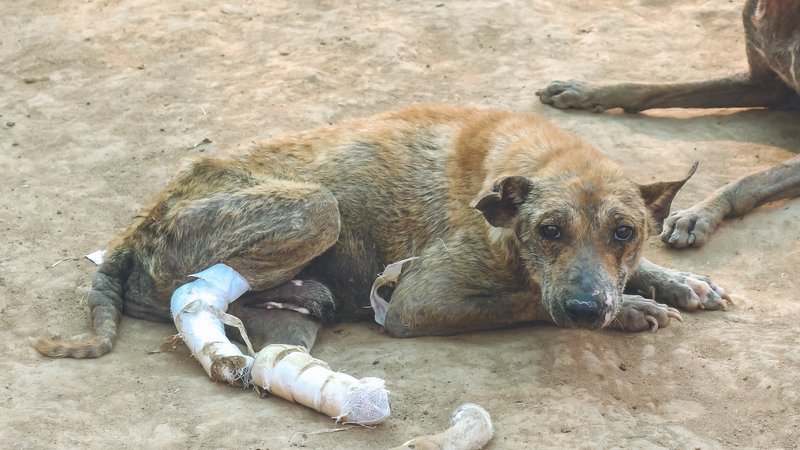 dog with injured hind legs