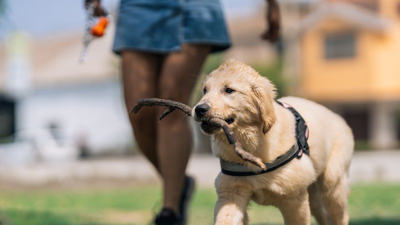puppy and guide dog walking