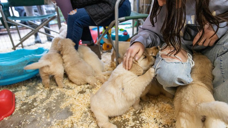 puppy adoption event