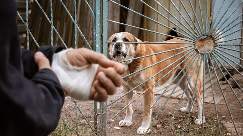 stray dog being freed