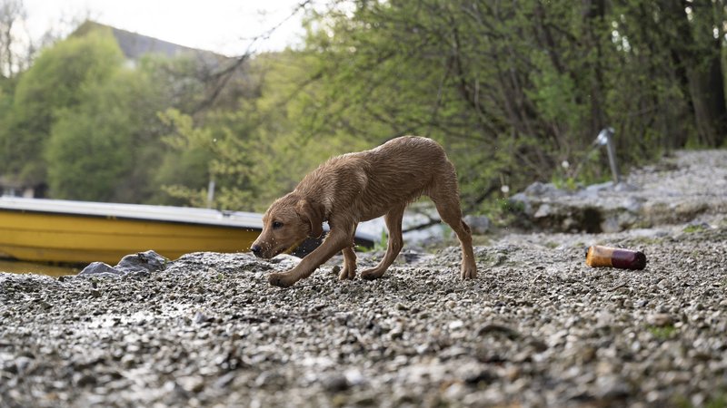 stray dog near garbage