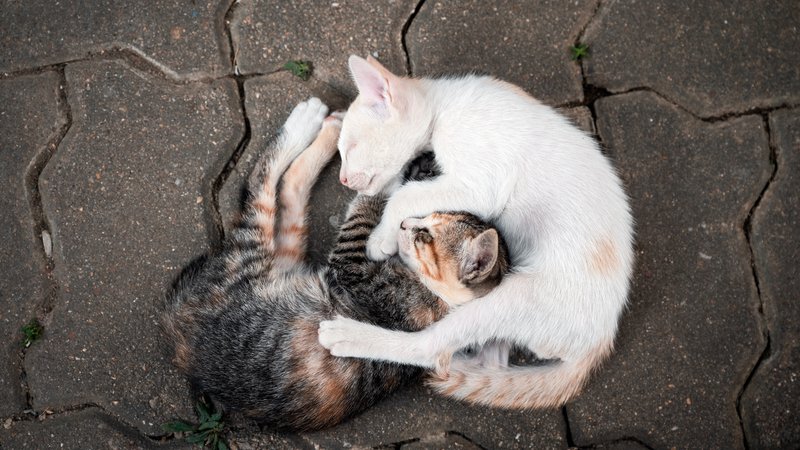 cats interacting together