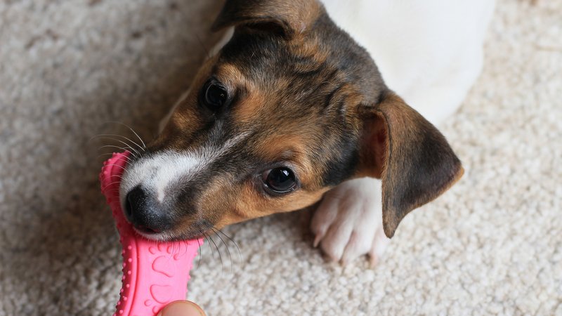young dog biting toy