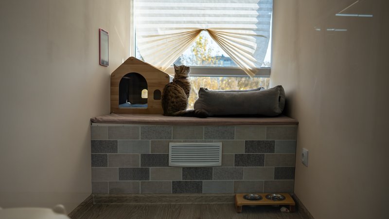 cat shelter interior