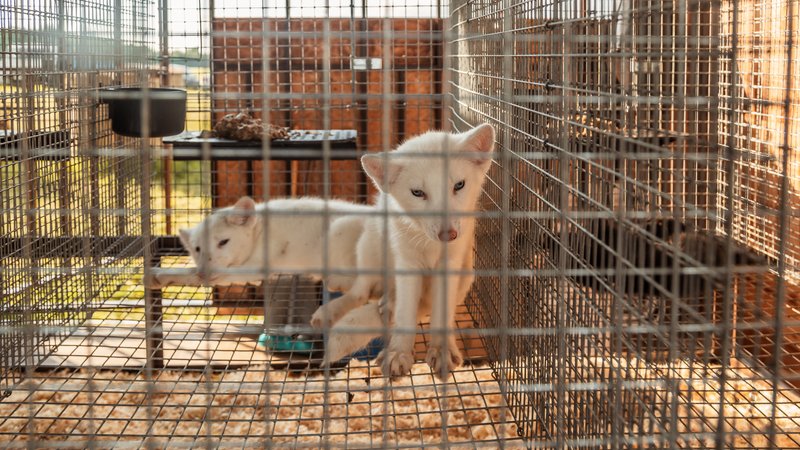abandoned kitten shelter