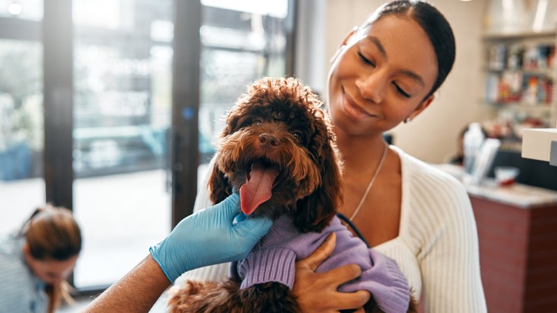 veterinarian caring dog