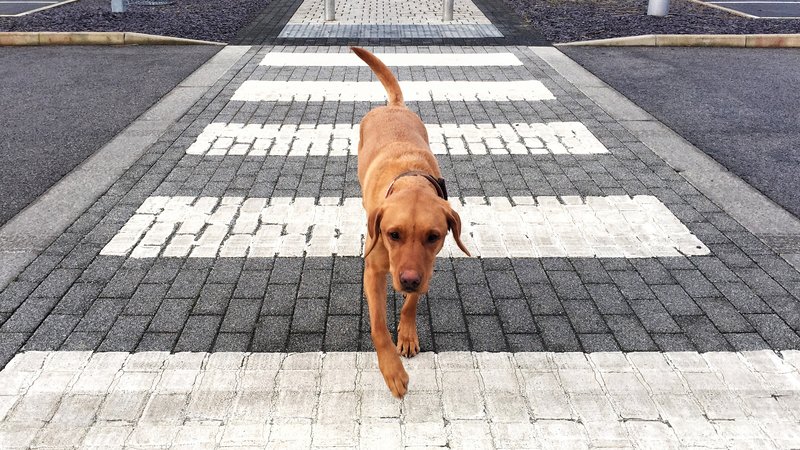 dog crossing border