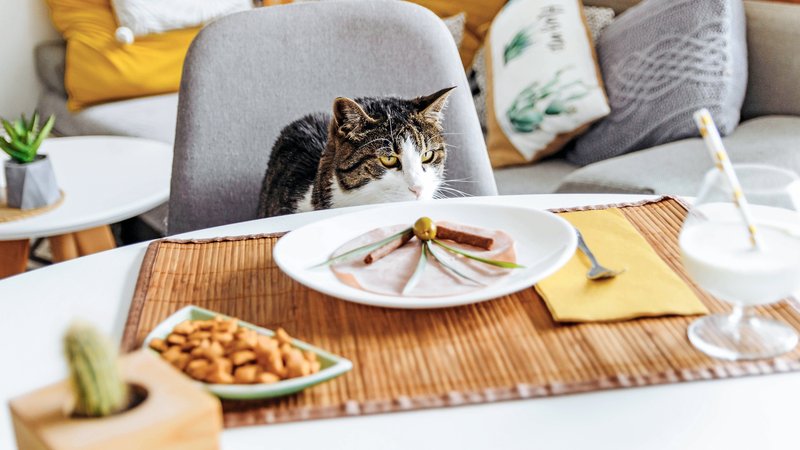 pet cat waiting for dinner