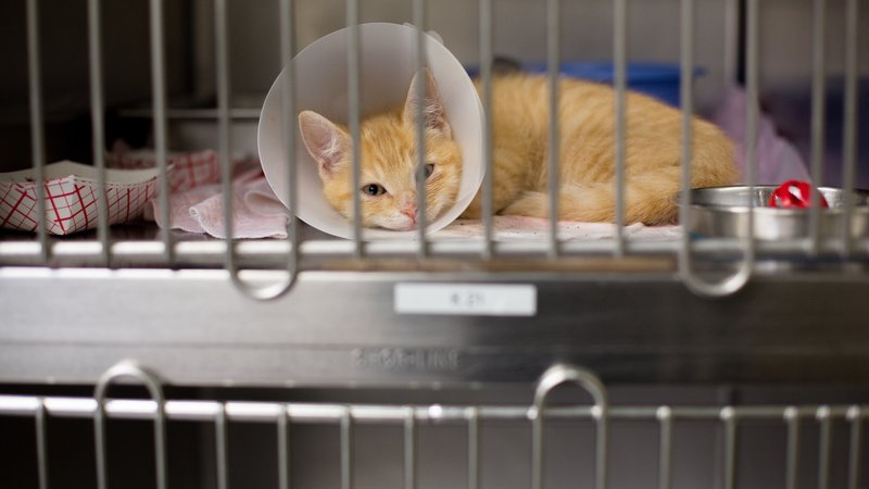 cat recovering from illness