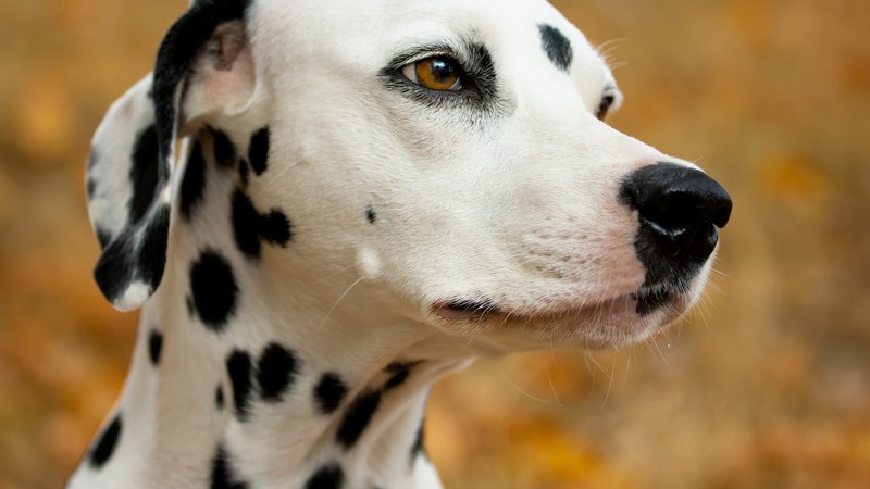 dalmatian dog close-up