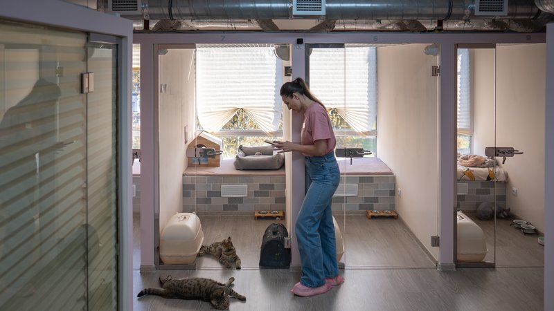 cat adoption center interior