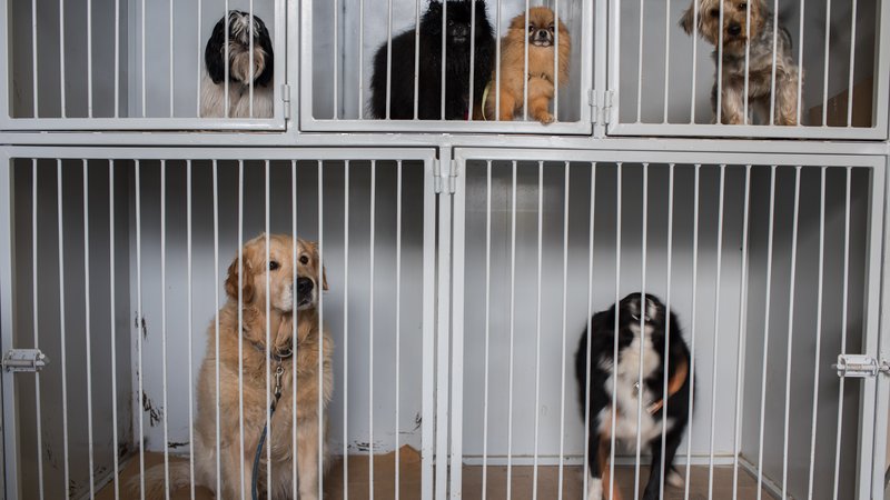 rescued dogs in shelter