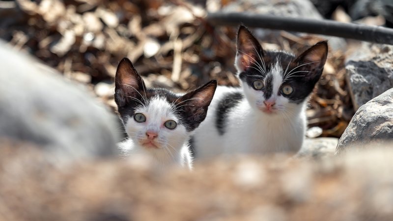 abandoned kittens on roadside