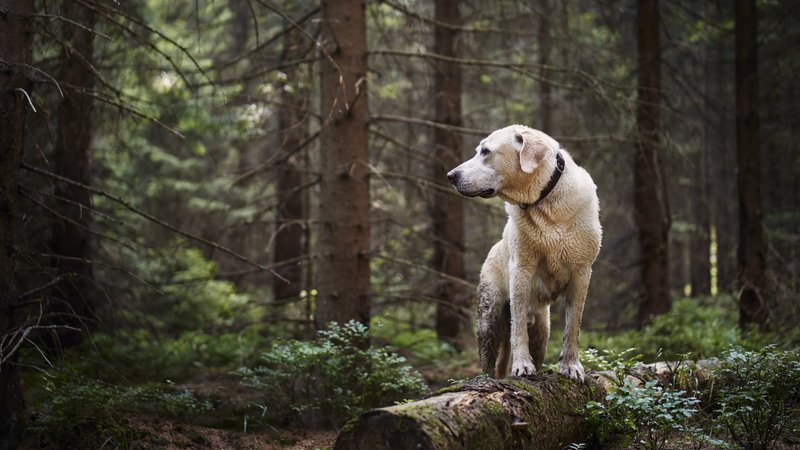 dog waiting in forest