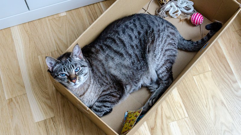 cat playing in cardboard box