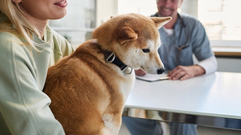 dog owner veterinary visit