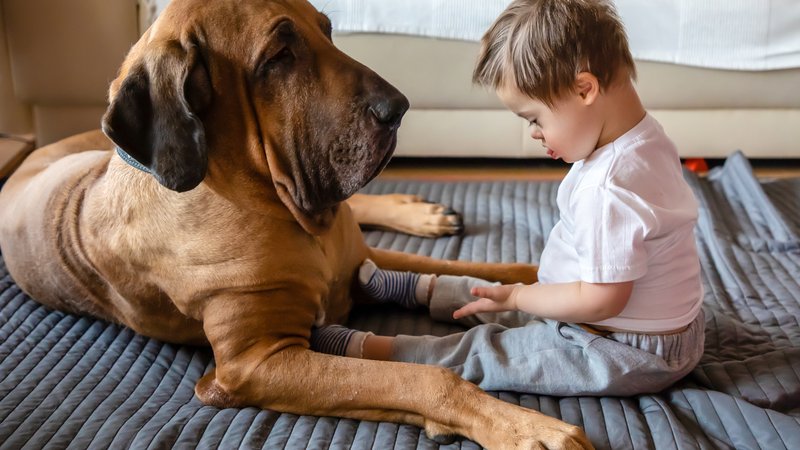 therapy dog with child patient