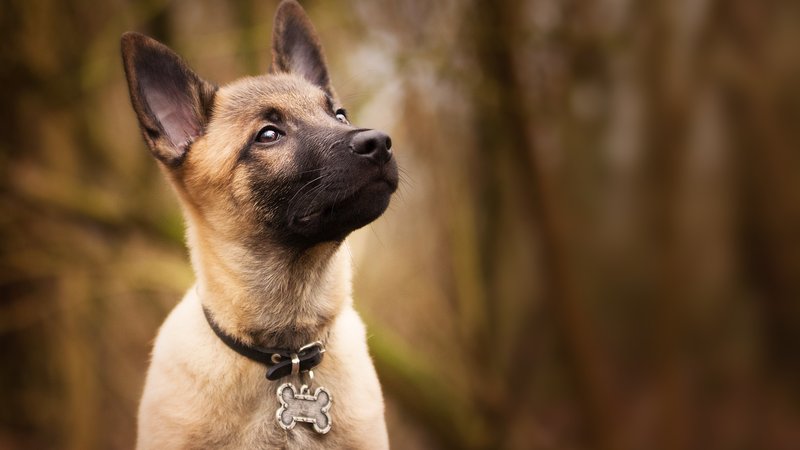 malinois puppy shelter