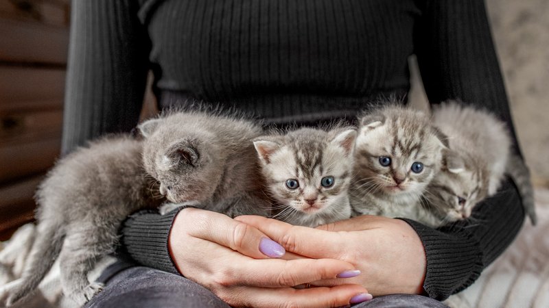 woman rescuing kittens