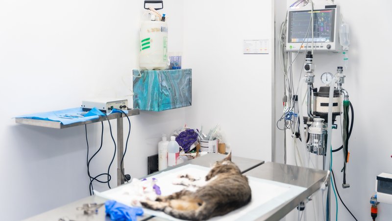 veterinary clinic euthanasia room