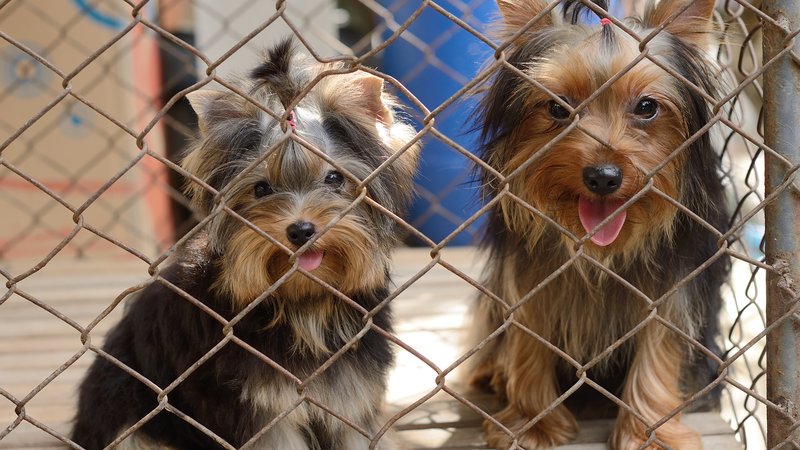 animal shelter rescue