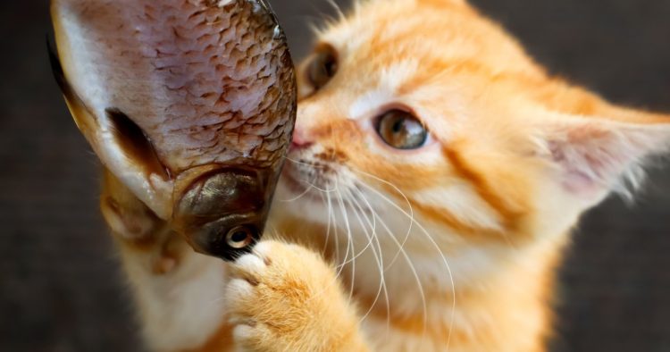 cat with fish
