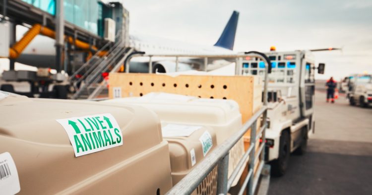animal rescue flight
