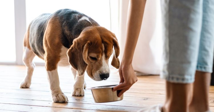 feeding dog