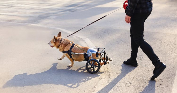 paralyzed dog wheelchair