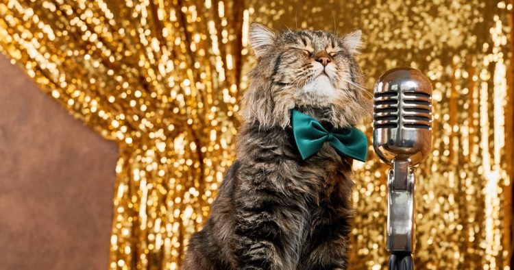 singing cats