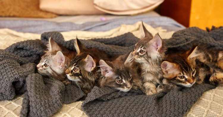 rescued kittens