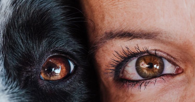 dog eye contact