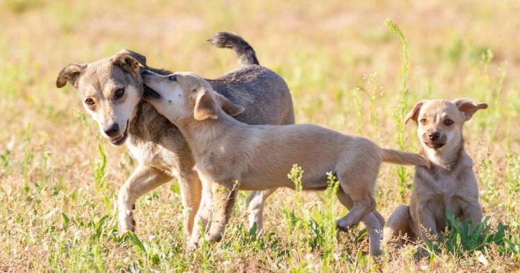 rescued neglected dogs