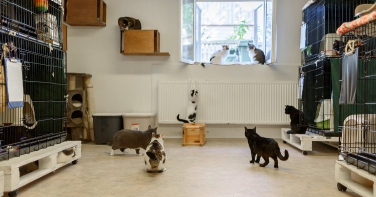 rescue cat hotel