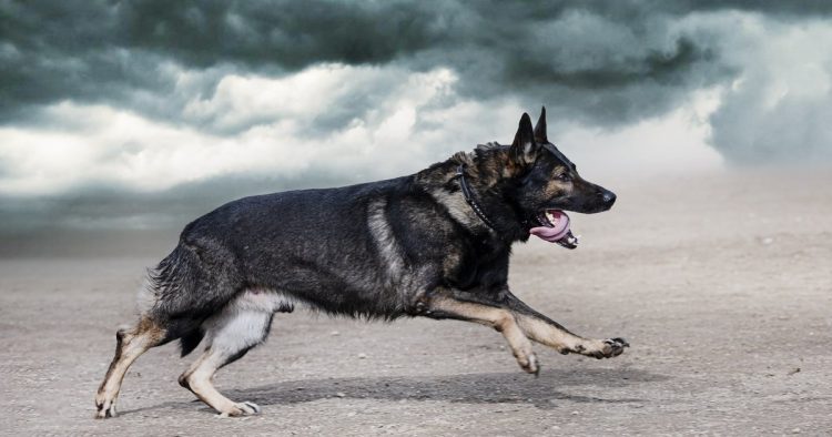 dog storm sensing