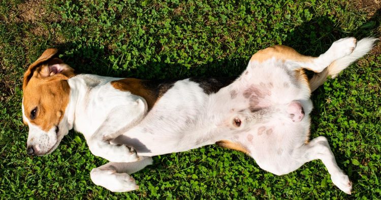 dog belly button