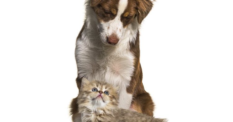 dog and kitten