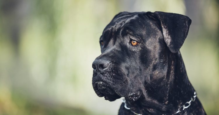 Cane Corso dog