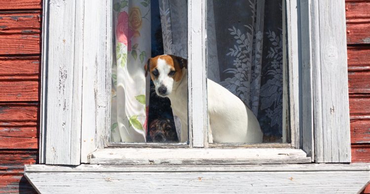 stray dog window