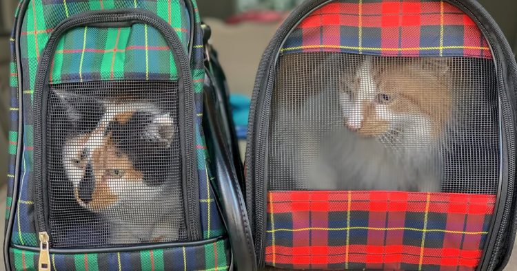 rescued kittens backpack