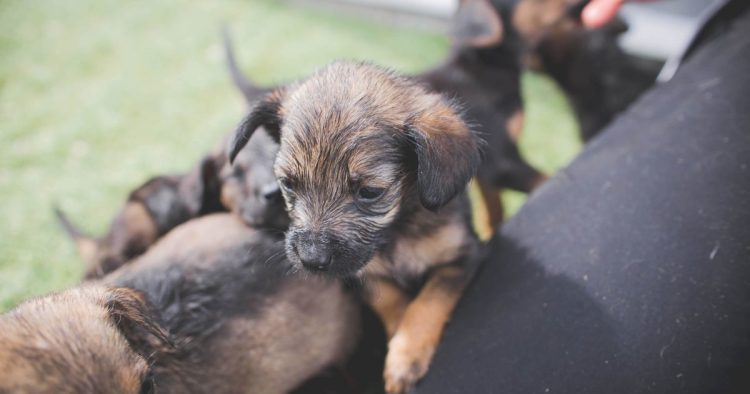 rescued puppies