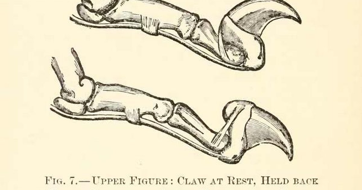 Cat claw drawing