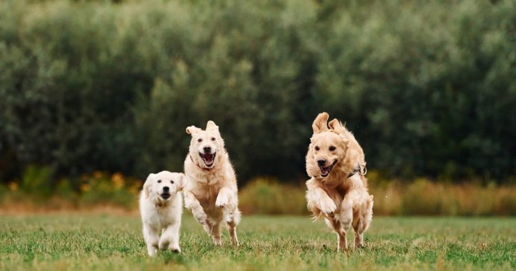 dog running reunion