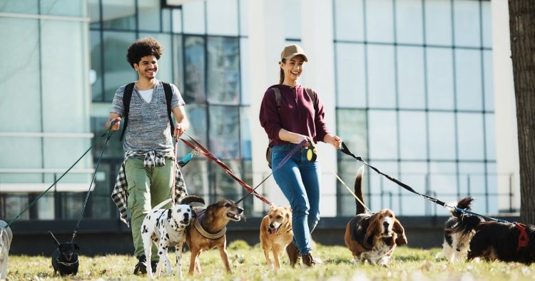 dog walk