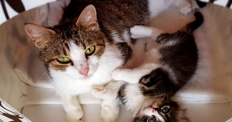 rescue cat kitten