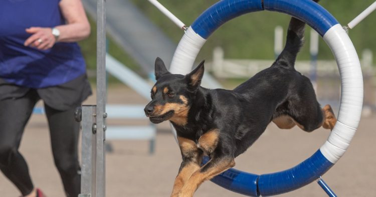 dog sports