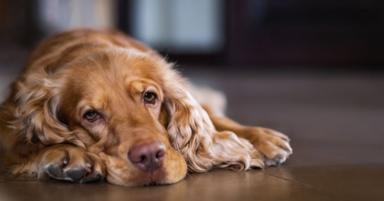 sad dog